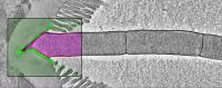 segmented filamentous bacteria attached to intestinal cell of a mouse